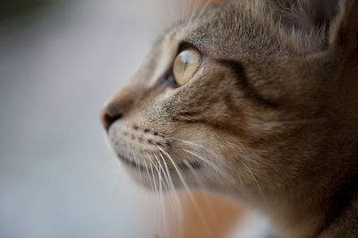 Close-up of a cat looking away