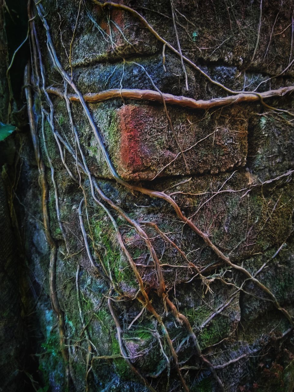 CLOSE-UP OF ROOTS ON TREE TRUNK