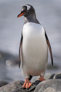 Gentoo penguin stands on shingle beside water
