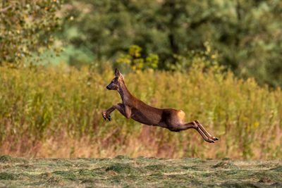 Horse standing on field