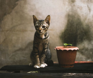 Portrait of cat sitting on table