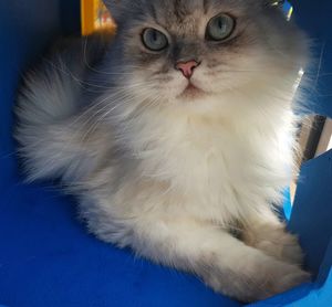 Close-up portrait of a cat