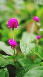 Close-up of pink flowering plant