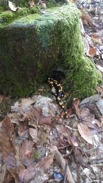 High angle view of lizard on tree