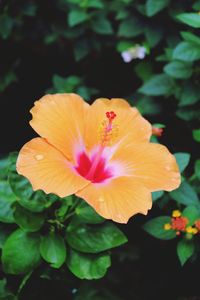 Close-up of orange hibiscus blooming on plant