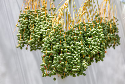 Close-up of berries growing on plant