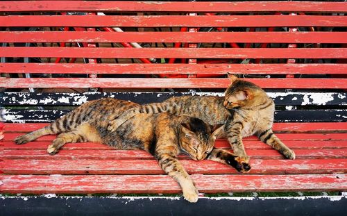 Cat lying on red brick wall