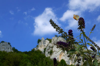 Low angle view of flowering plants against blue sky