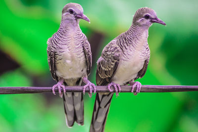 Close-up of birds perching on metal