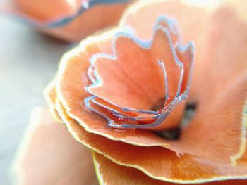 Close-up of hand holding orange