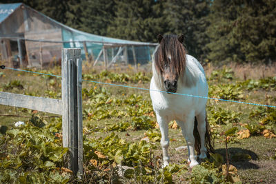 Close-up of horse in farm