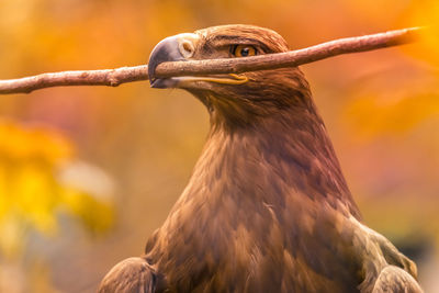 Close-up of a bird