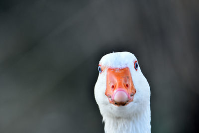 Close-up portrait of a bird