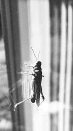 Close-up of insect on window