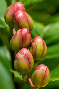 Close-up of green leaves