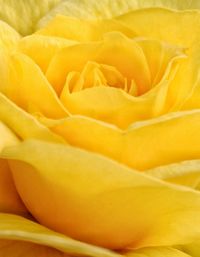 Full frame of yellow rose