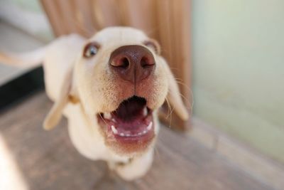 Close-up of dog at doorway