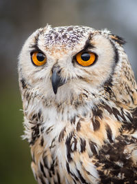 Close-up portrait of owl