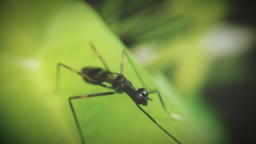 Close-up of insect