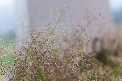 Close-up of plants against blurred background