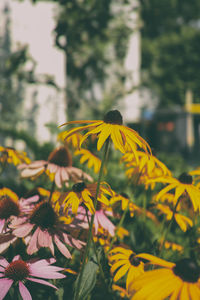 Close-up of yellow flowers blooming outdoors