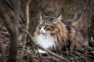 Portrait of a cat on field