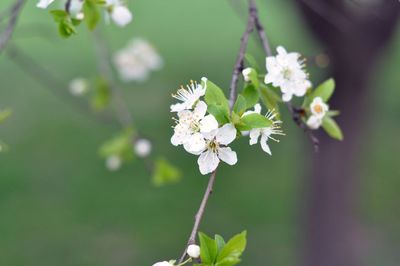 Close-up of white flowers