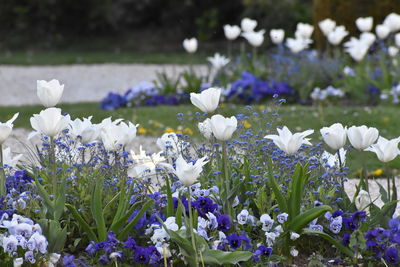 Close-up of white flowering plants on field