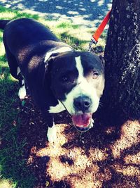 Dog looking at camera