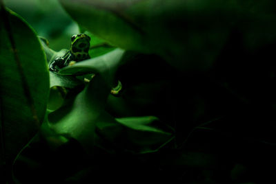 Close-up of insect on leaf