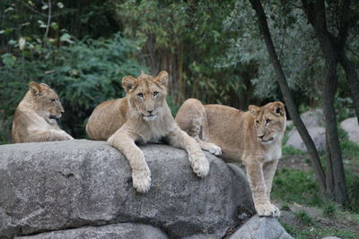 View of cats on rock against trees