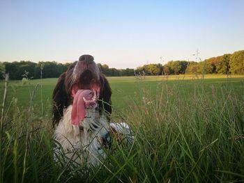 Dog sticking out tongue while sitting on grassy field against clear sky during sunset