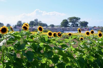 Scenic view of sunflower field against sky