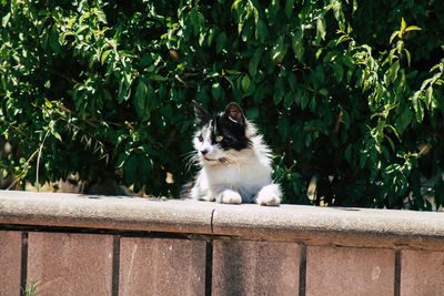 Portrait of cat on railing against plants