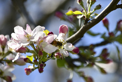 Close-up of cherry blossoms on tree