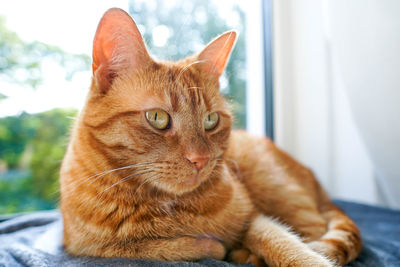 Orange cat lying on a grey plaid