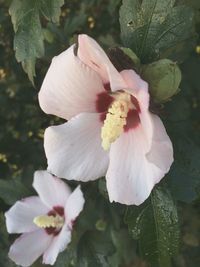 Close-up of pink flowers