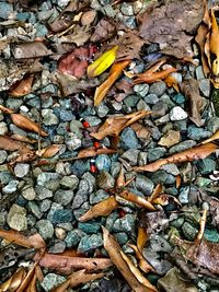 High angle view of autumn leaves