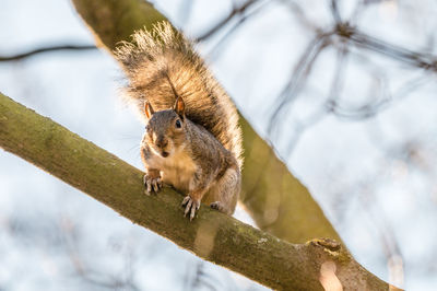 Low angle view of squirrel on tree