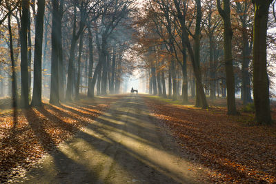 Road amidst trees in forest during autumn