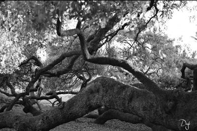 Horse on tree