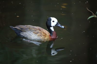 Ducks floating on water