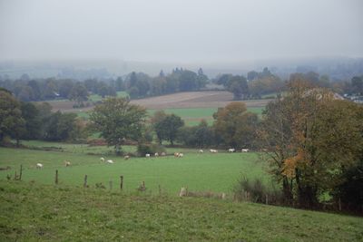 Scenic view of trees on field against sky