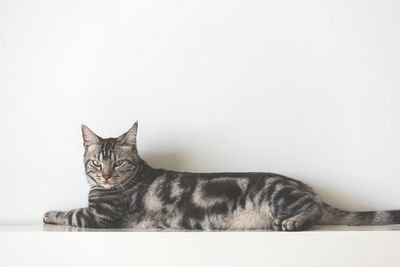 Portrait of cat sitting against white background