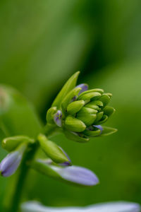 Close up of young spring hosta plant with flower buds. green fooliage background