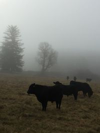 Black angus cows against foggy sky