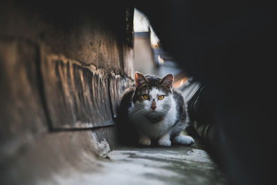 Portrait of cat looking at camera