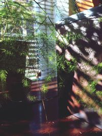 growth