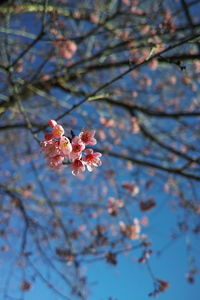 Low angle view of flowers on tree