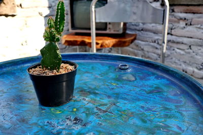 Close-up of potted plant in swimming pool